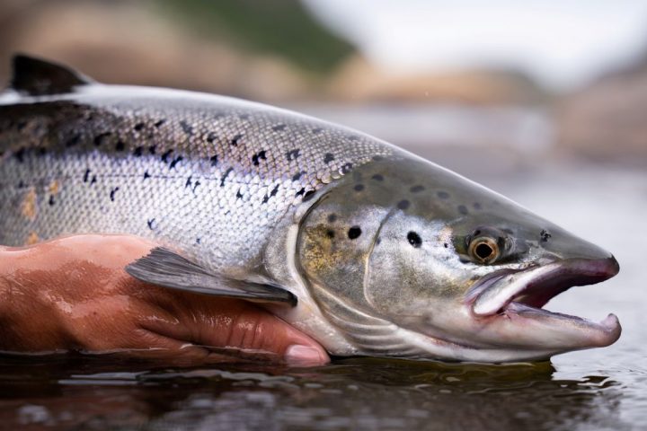 Scientists Stick Dead Salmon in MRI Machine for Important Research