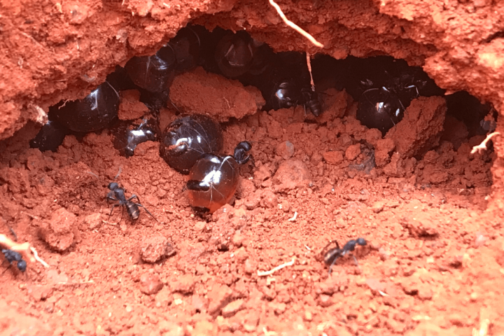Honeypot Ants’ Honey Kills Pathogenic Bacteria While Sparing Others