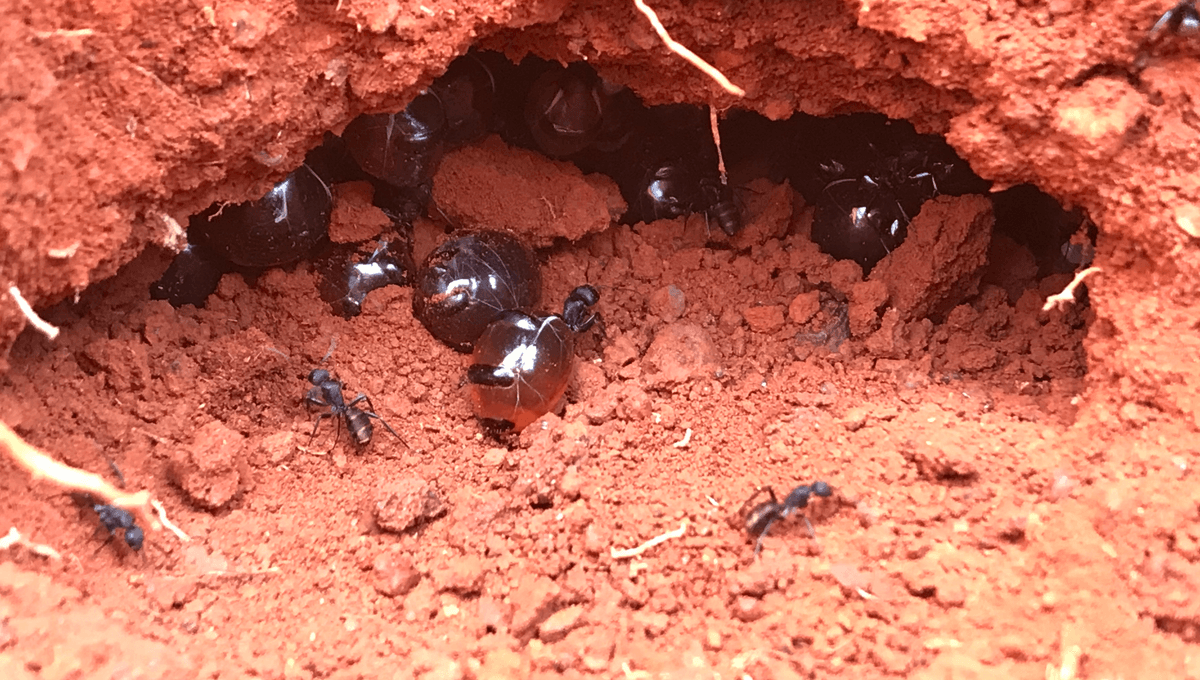 Honeypot Ants’ Honey Kills Pathogenic Bacteria While Sparing Others