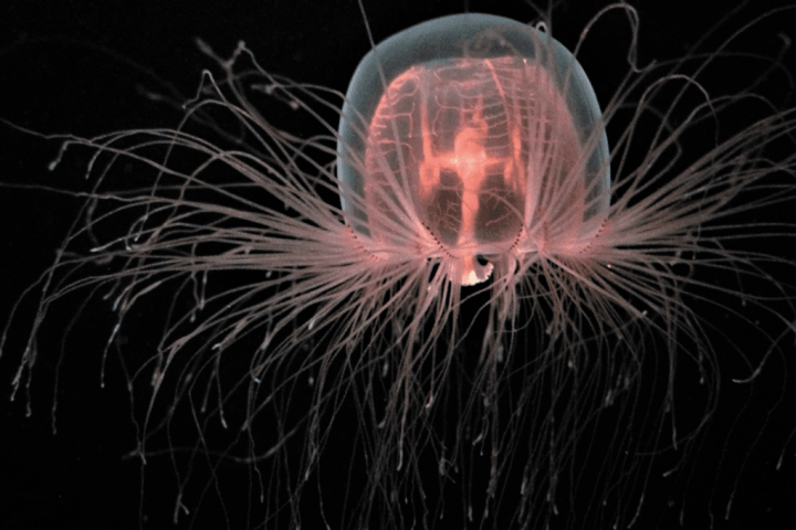 Longest Living Animal on Earth Survives for Over 2,000 Years