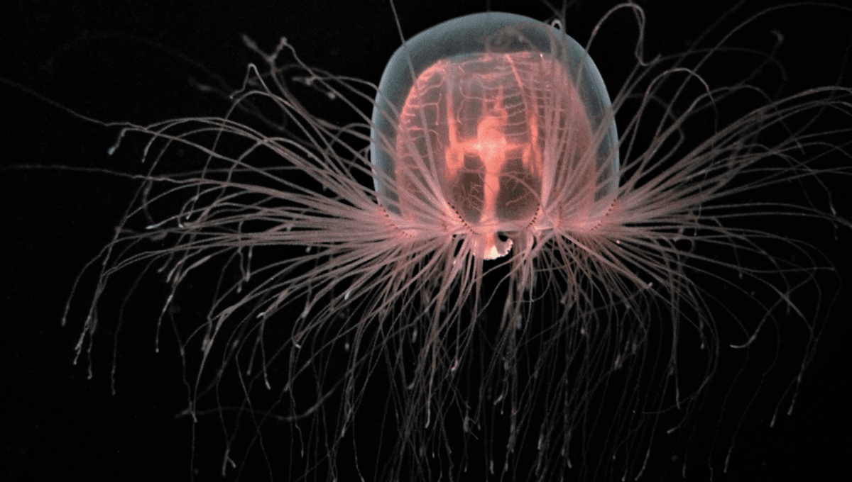 Longest Living Animal on Earth Survives for Over 2,000 Years