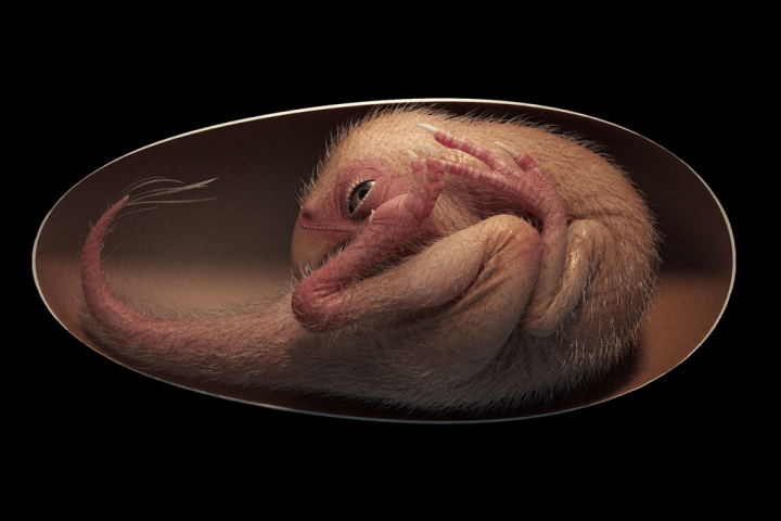 Perfectly Preserved Dinosaur Embryo Discovered in Fossilized Egg