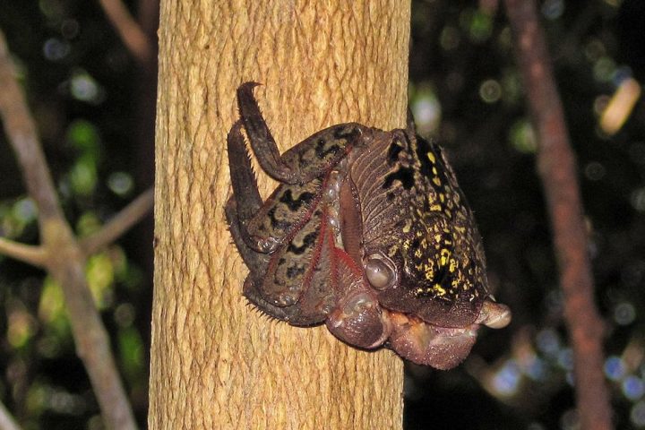 Understanding Carcinization: The Evolutionary Trend Towards Crab-like Forms