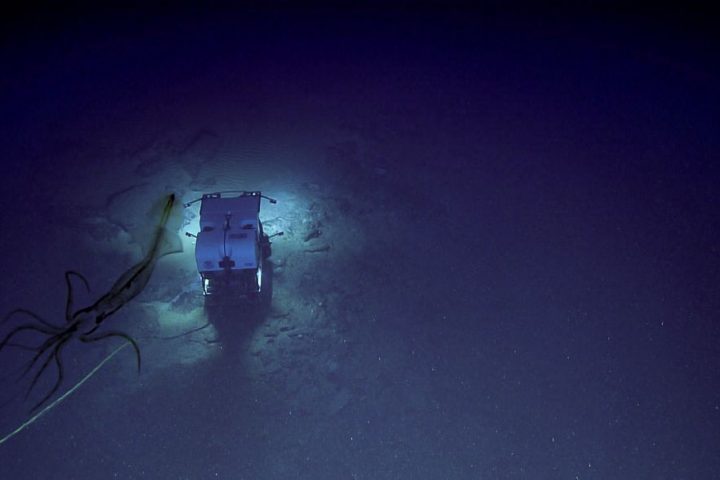 Abyssal Squid Spotted Stalking Submarine Explorer