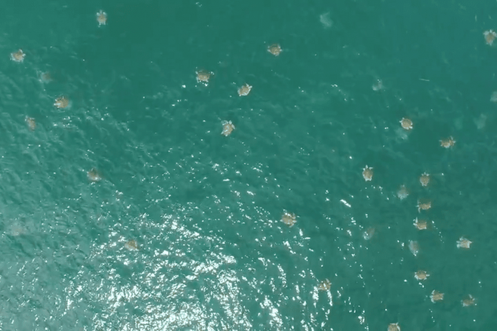 Gigantic Sea Turtle Swarm Possibly Captured in Biggest Film Record