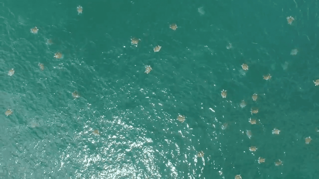 Gigantic Sea Turtle Swarm Possibly Captured in Biggest Film Record