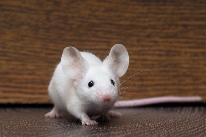 Older Mice Experience Extended Lifespan Through Temporary Connection to Younger Mouse’s Circulatory System