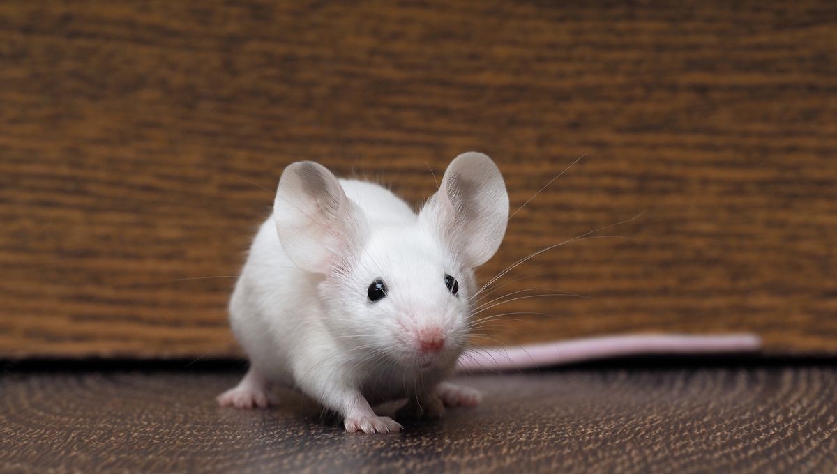 Older Mice Experience Extended Lifespan Through Temporary Connection to Younger Mouse’s Circulatory System