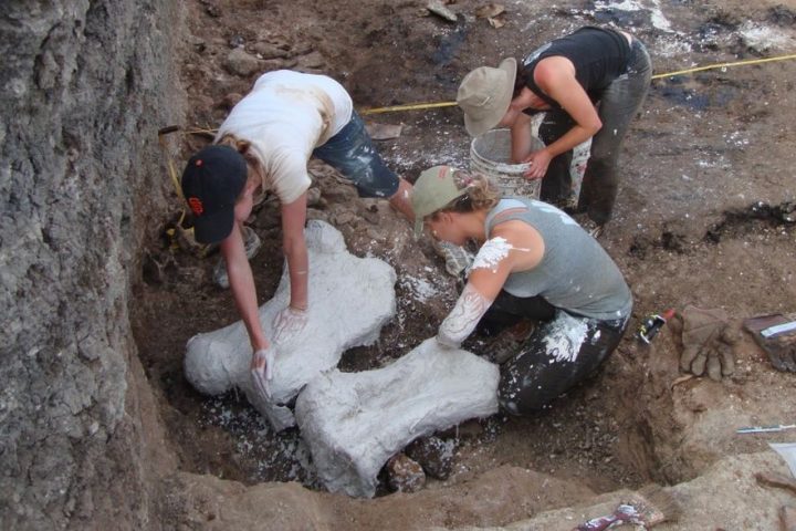 Ice Age Graveyard Unearths 22 Giant Sloths Preserved in Their Own Feces