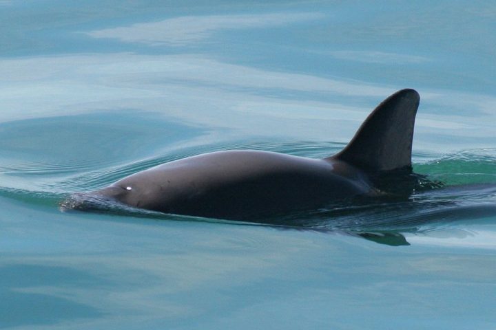 First Extinction Alert Issued In 70 Years for Rarest Marine Mammal on Earth
