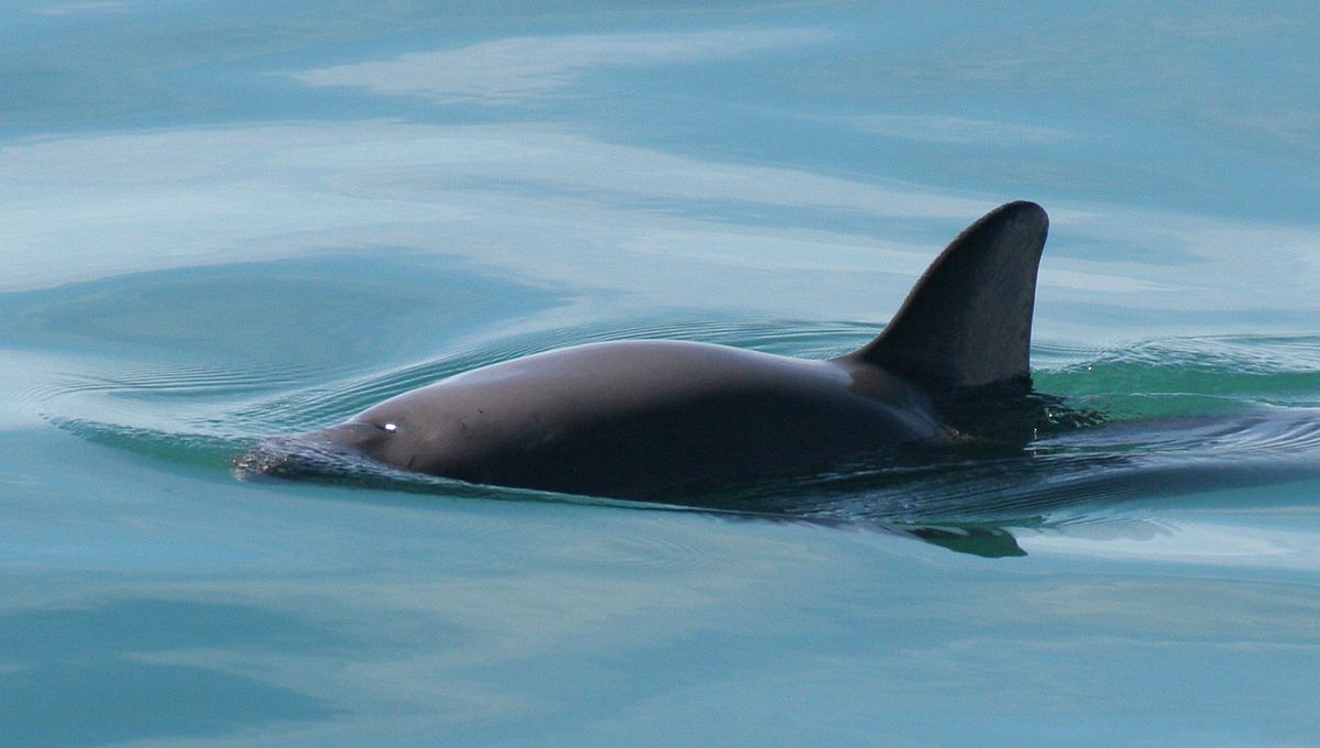 First Extinction Alert Issued In 70 Years for Rarest Marine Mammal on Earth
