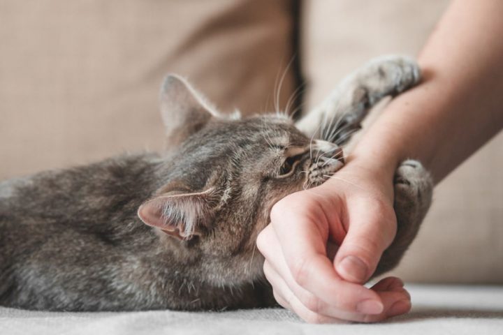 Man Contracts Unprecedented Bacterial Infection Following Feral Cat Bite