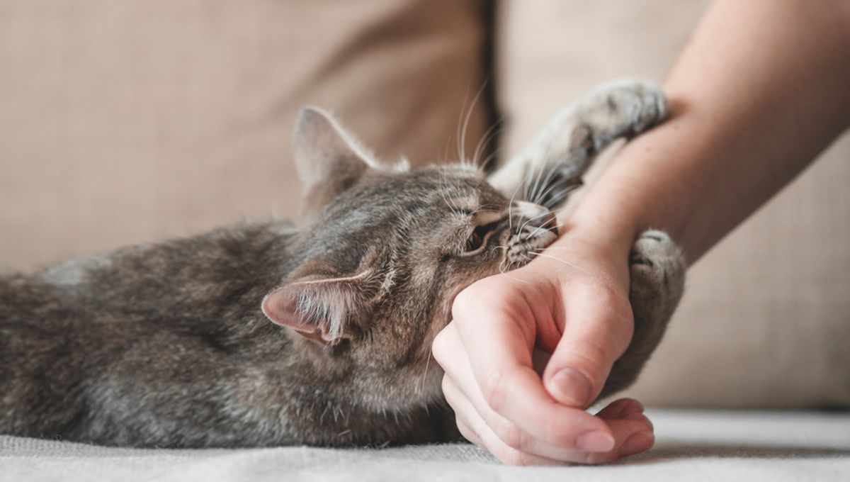 Man Contracts Unprecedented Bacterial Infection Following Feral Cat Bite