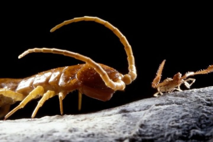 Scientists Unveil Astonishing Discoveries from Millennia-Old Secluded Cave