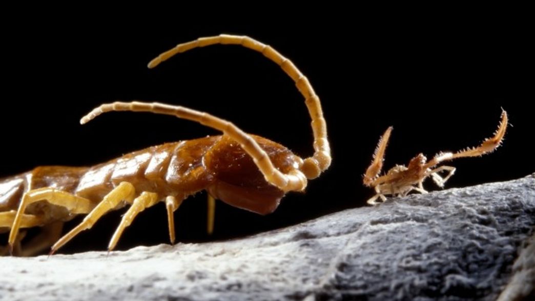 Scientists Unveil Astonishing Discoveries from Millennia-Old Secluded Cave