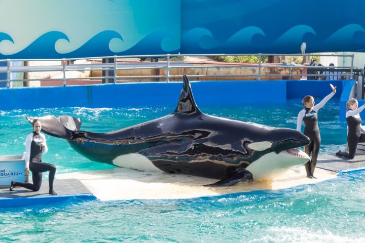 Tragic Demise of Lolita: 57-Year-Old Orca Dies Just Before Planned Release from Captivity
