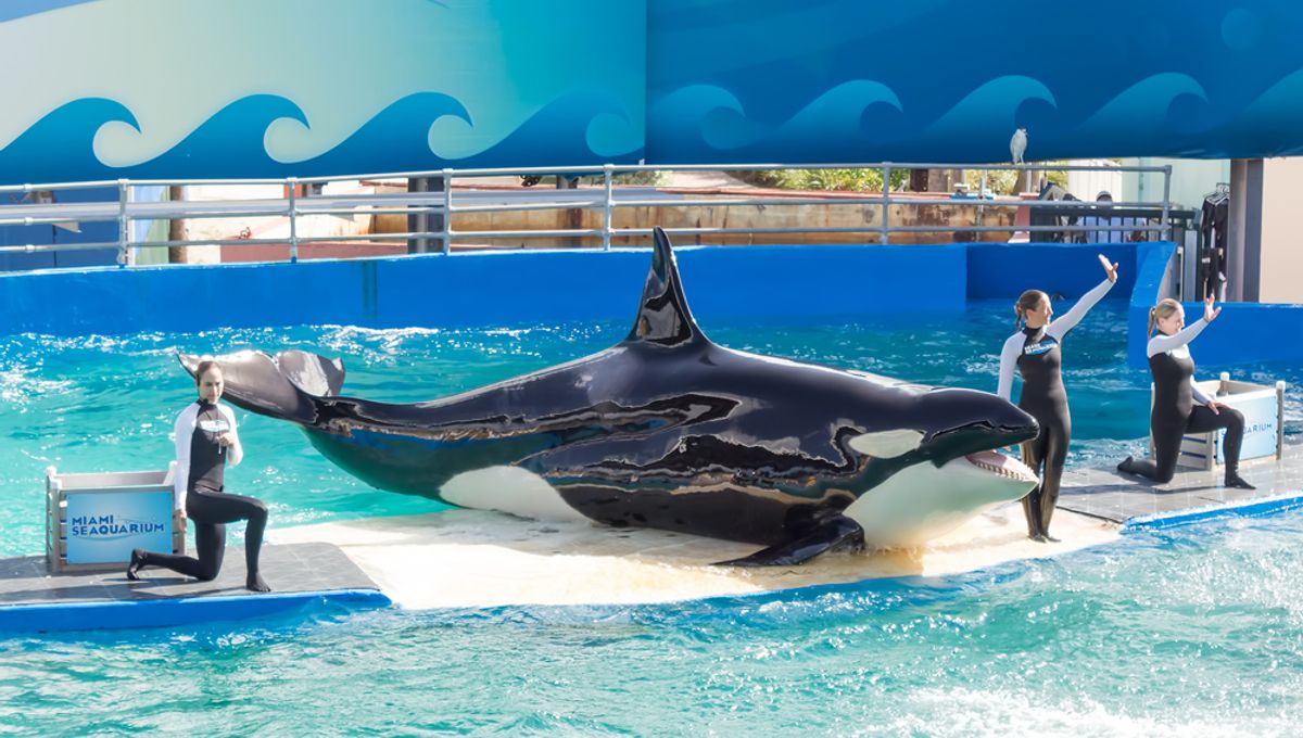 Tragic Demise of Lolita: 57-Year-Old Orca Dies Just Before Planned Release from Captivity