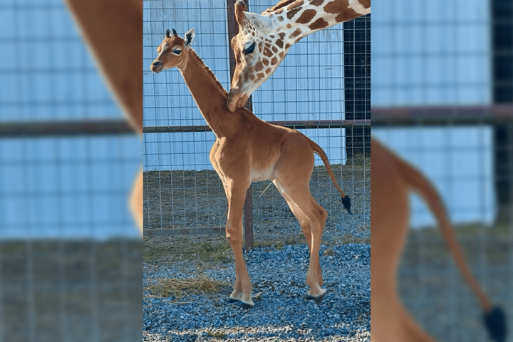 Spotless Giraffe Calf Born At Tennessee Zoo Believed to Be World’s Only