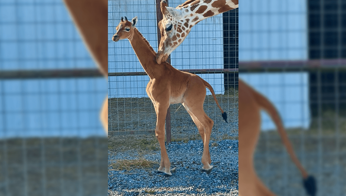 Spotless Giraffe Calf Born At Tennessee Zoo Believed to Be World’s Only