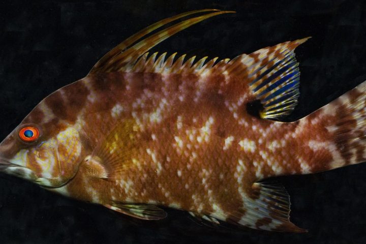 Hogfish’s Skin Retains Light-Sensing Abilities Even After Death
