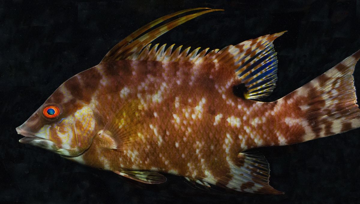 Hogfish’s Skin Retains Light-Sensing Abilities Even After Death