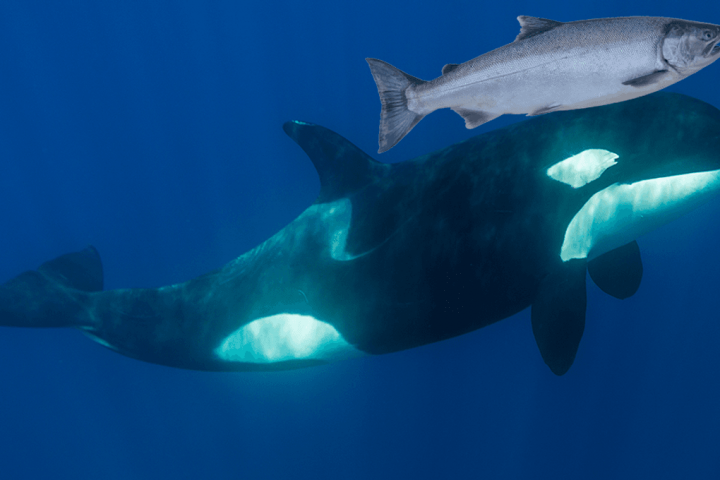 Orcas Temporarily Sported Dead Salmon as Stylish Headgear