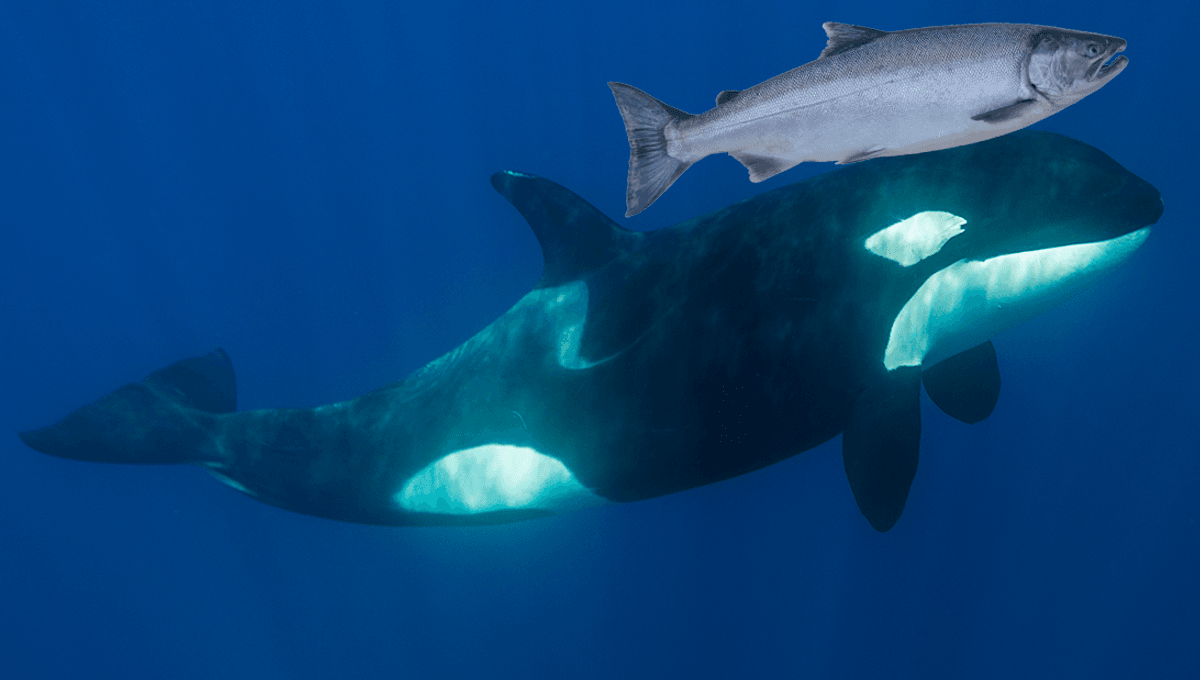 Orcas Temporarily Sported Dead Salmon as Stylish Headgear