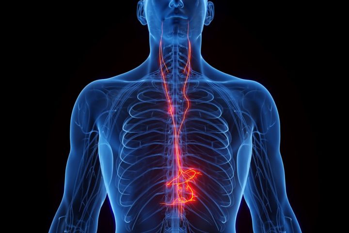 The Significance of the Vagus Nerve
