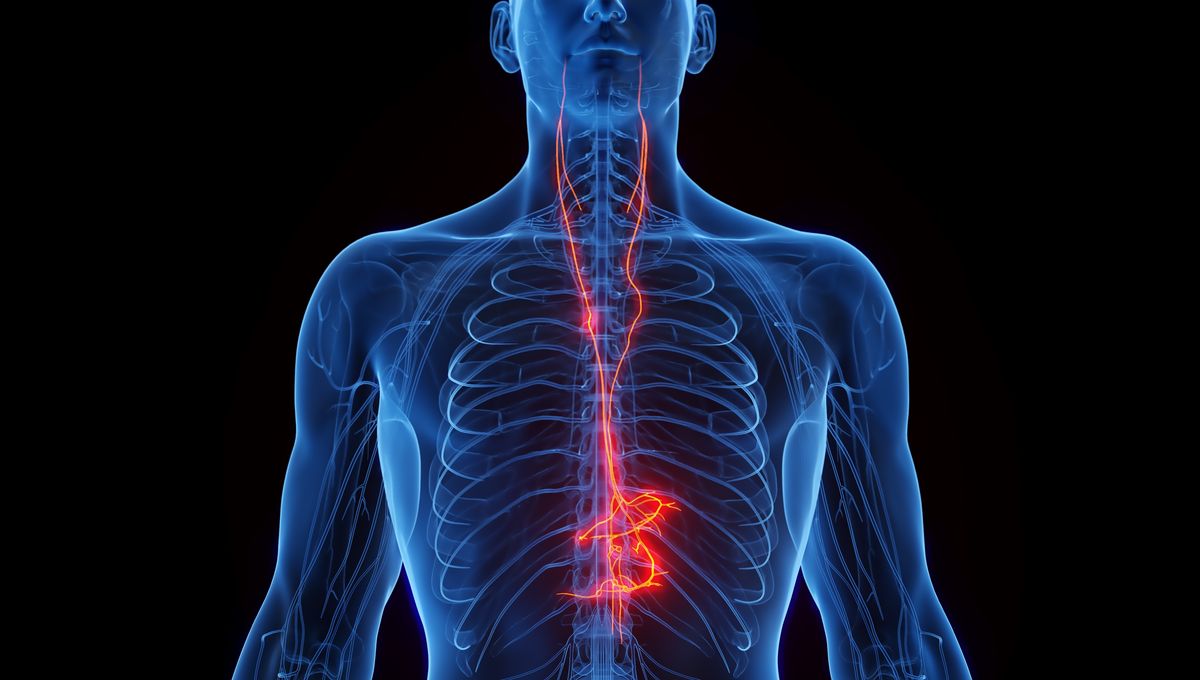 The Significance of the Vagus Nerve