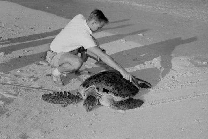 Turtles Reveal Earth’s Nuclear Bomb History as Surprising Time Capsules