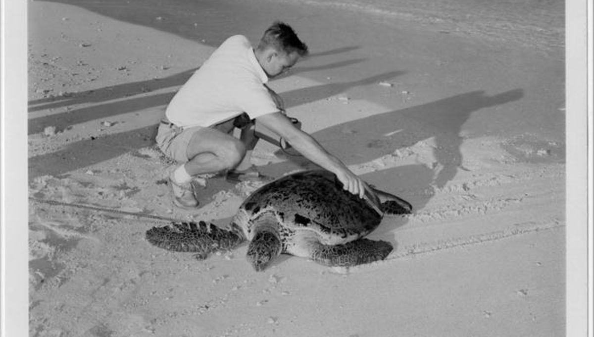 Turtles Reveal Earth’s Nuclear Bomb History as Surprising Time Capsules