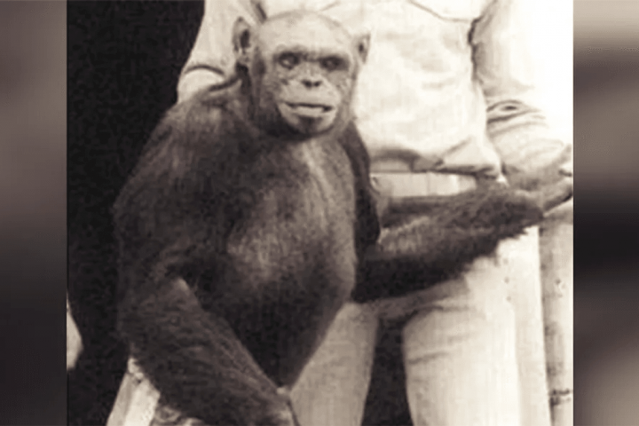 Is the Humanzee Story Going Around at the Moment Actually True