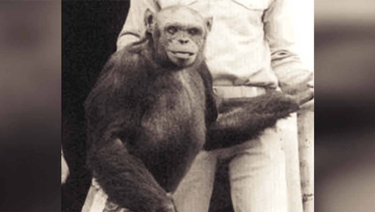 Is the Humanzee Story Going Around at the Moment Actually True