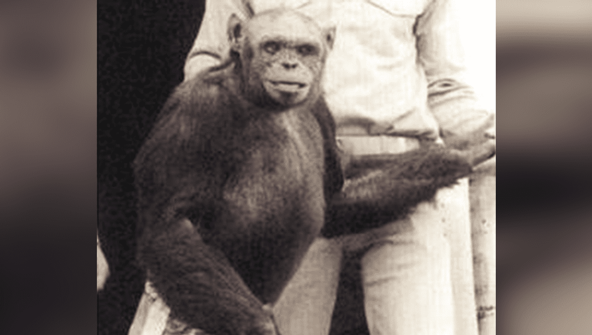 Russian Scientist’s Controversial Attempt at Creating Human-Chimp Hybrid Sparks Outrage