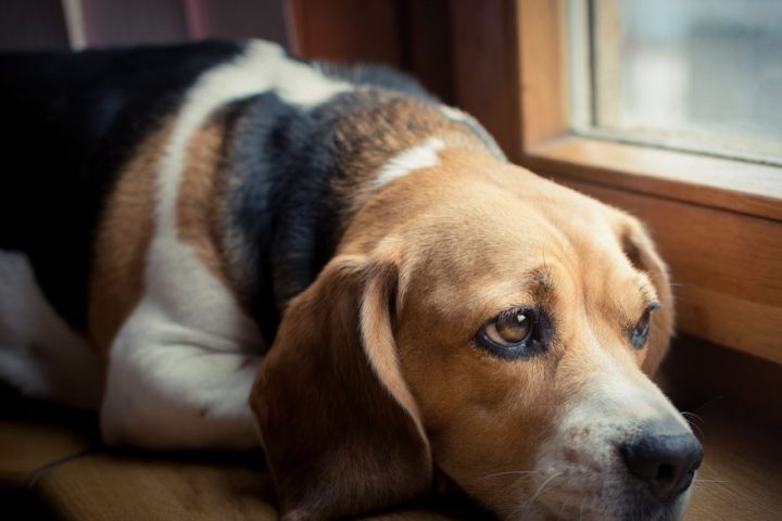 What Happens to Your Dog When You Leave It Alone