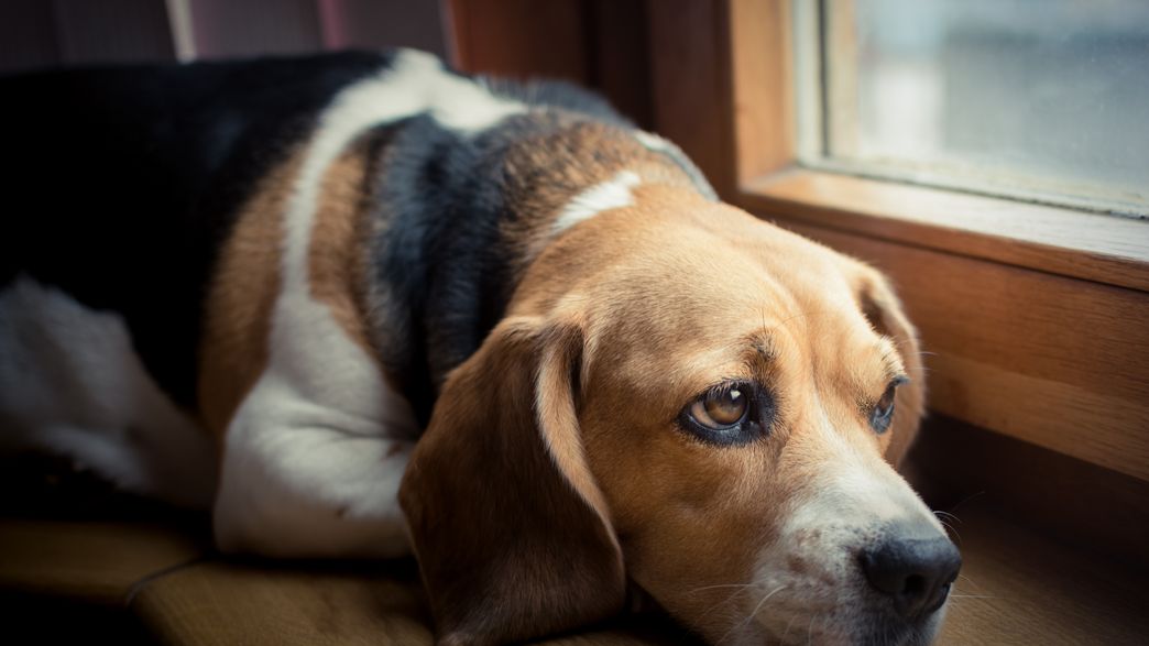 What Happens to Your Dog When You Leave It Alone