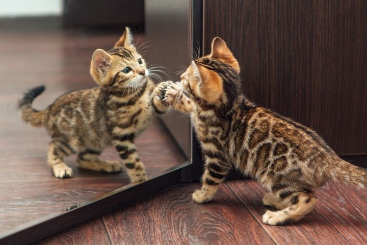 Mirrors Do Not Actually Reverse Left-Right Orientation