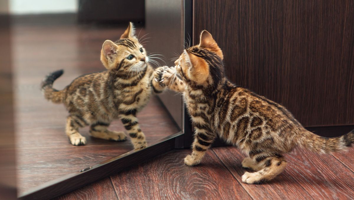 Mirrors Do Not Actually Reverse Left-Right Orientation