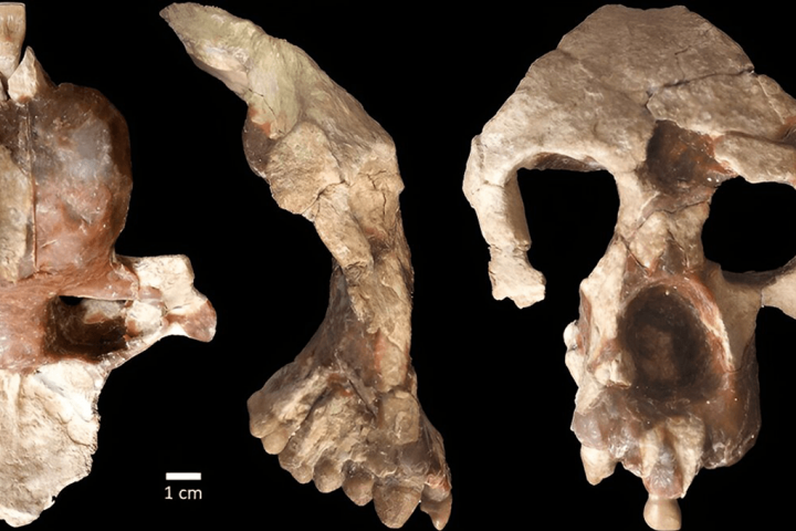 Ancient Ape Fossil Points to European Origins of Our Ancestors