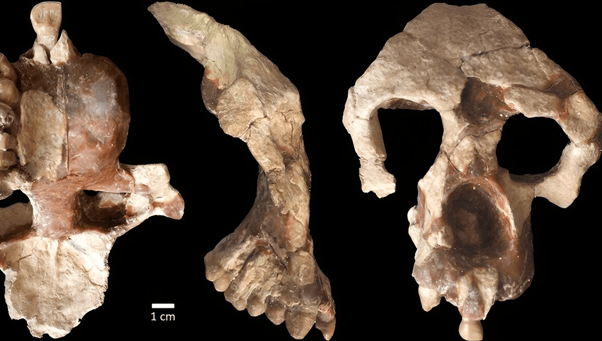 Ancient Ape Fossil Points to European Origins of Our Ancestors