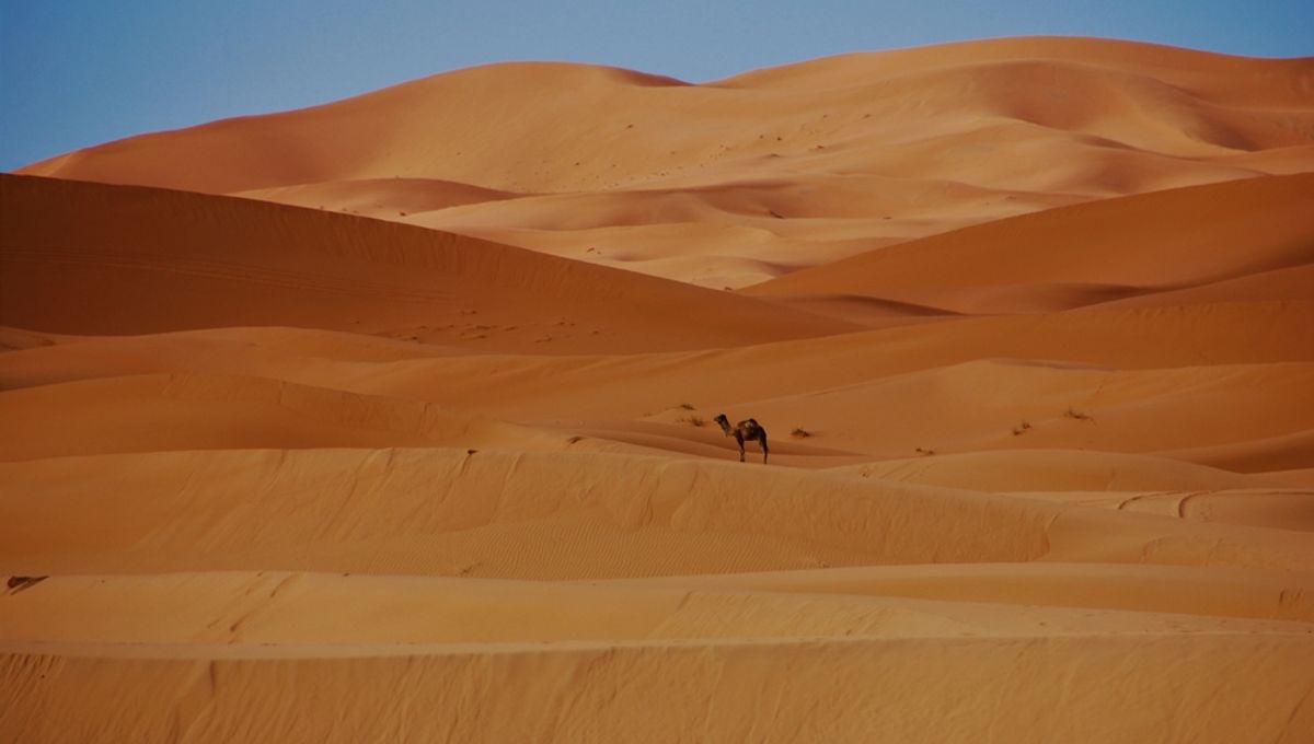 Unearthing the Hidden Secrets Beneath Desert Sand