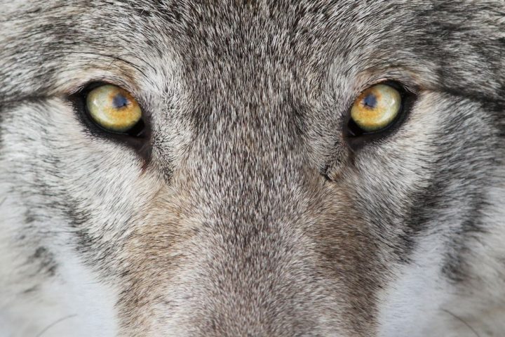 The Myth of the Alpha Male