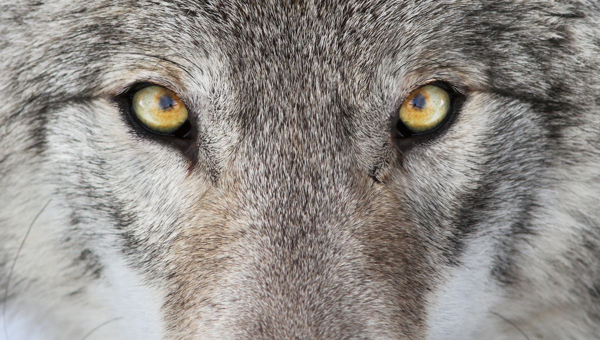 The Myth of the Alpha Male