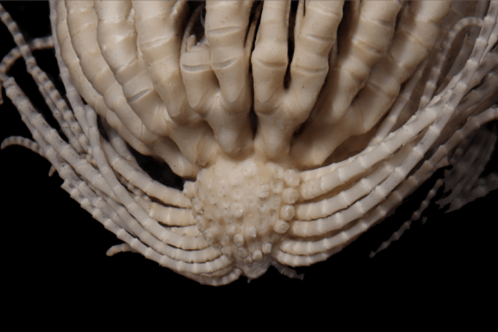 Alien-Like Antarctic Feather Star With 20 Legs Discovers Four New-To-Science Species