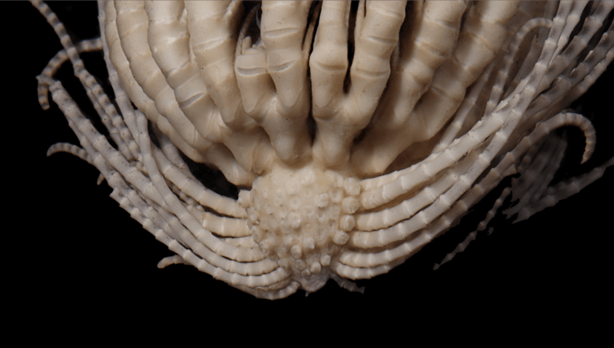 Alien-Like Antarctic Feather Star With 20 Legs Discovers Four New-To-Science Species