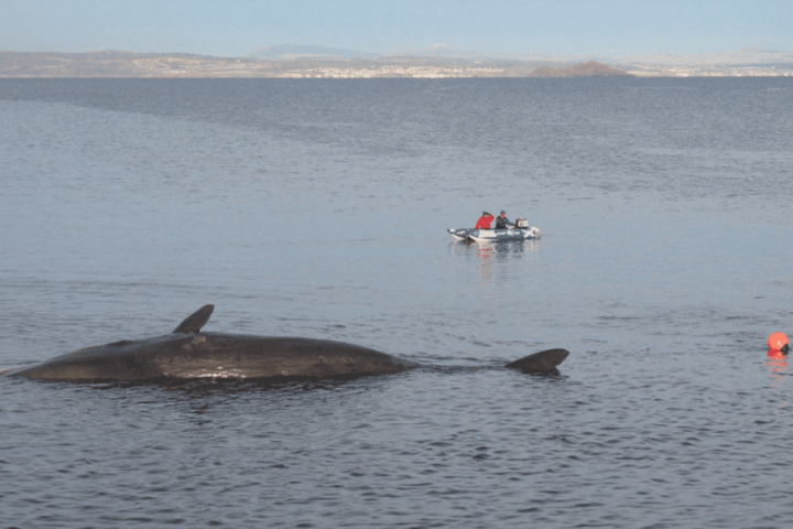 Boat Captures Spectacular Moment of Exploding Whale near Decaying Carcass