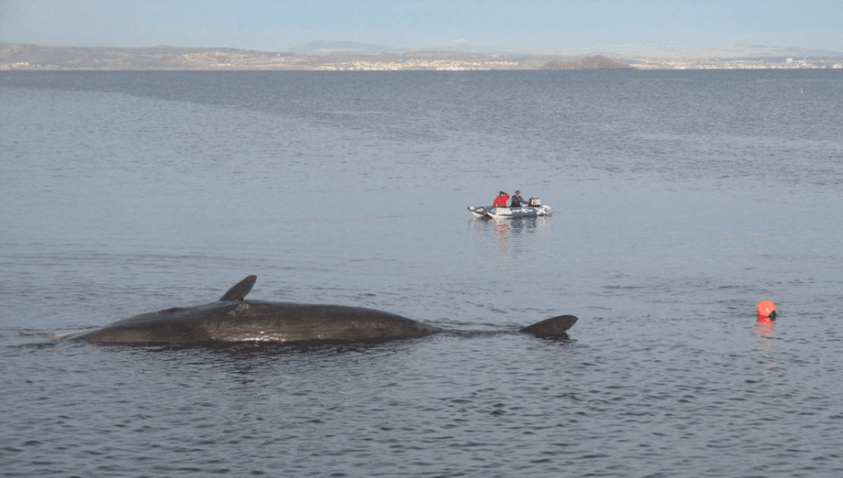 Boat Captures Spectacular Moment of Exploding Whale near Decaying Carcass