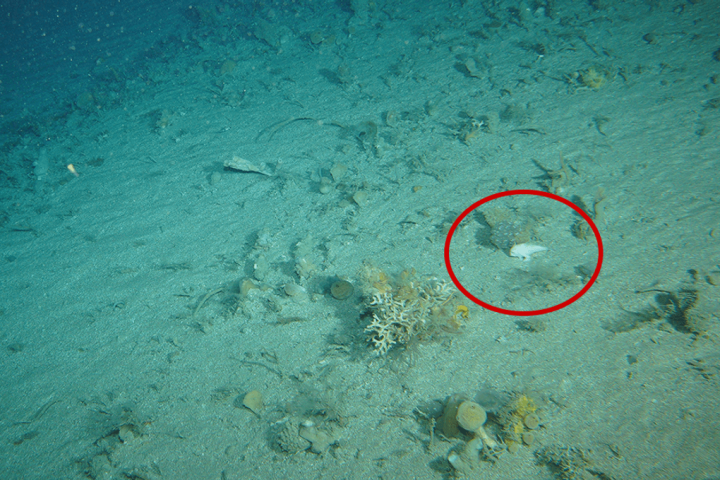 Rare Handfish Spotted After 25-Year Absence Along Tasmania’s Coast