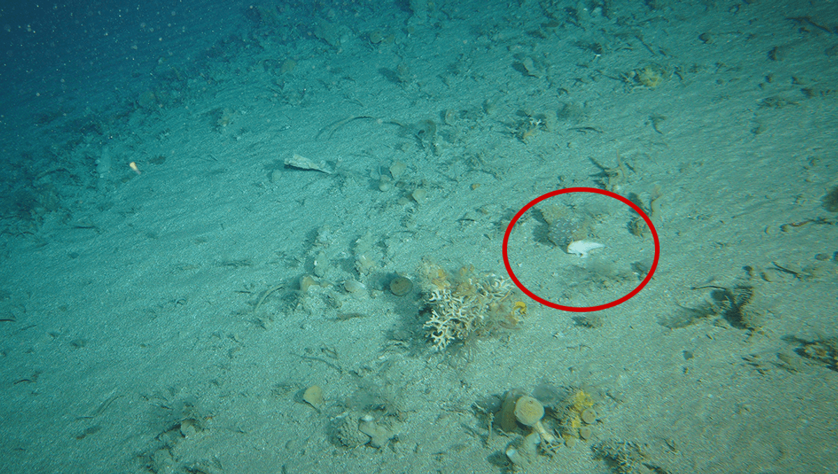 Rare Handfish Spotted After 25-Year Absence Along Tasmania’s Coast