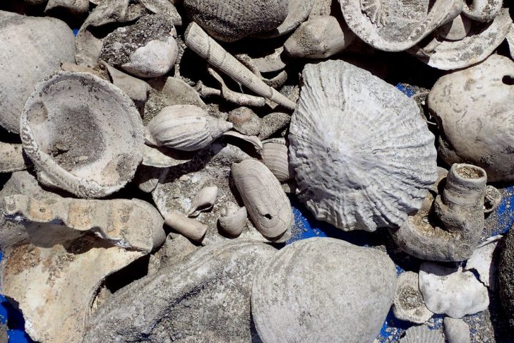 Fossil Treasure Trove Unearthed Under Wastewater Pipeline Reveals New Species